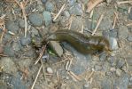 PICTURES/Beach 4 - Tidal Pools/t_Banana Slug1.JPG